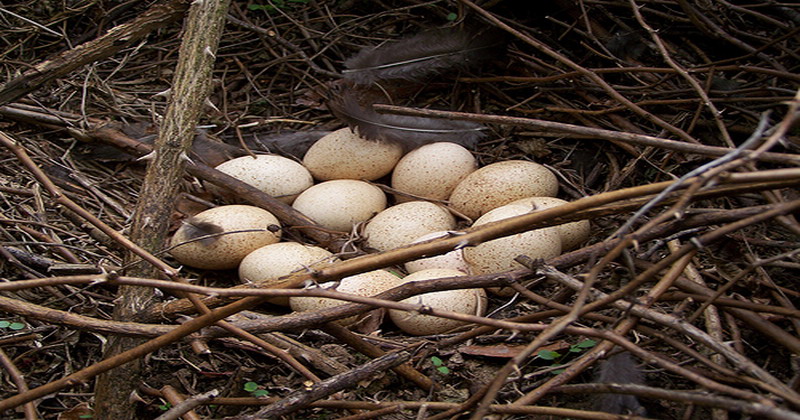 Telur Kalkun